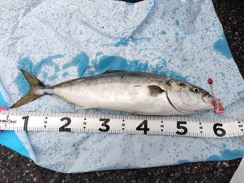 ワラサの釣果