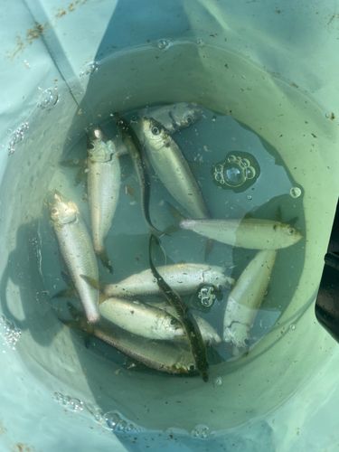 サッパの釣果