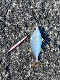 ネリゴの釣果