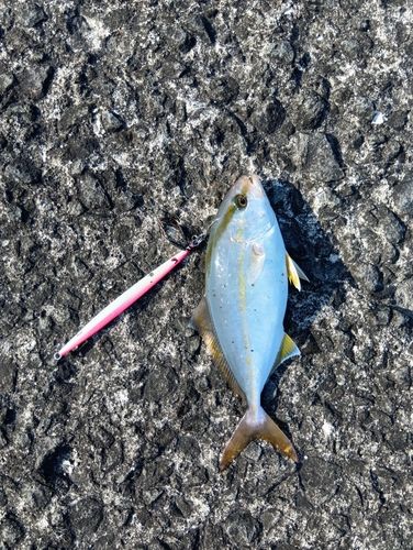 ネリゴの釣果