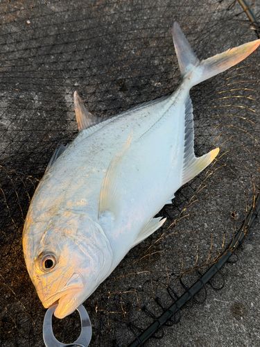 メッキの釣果