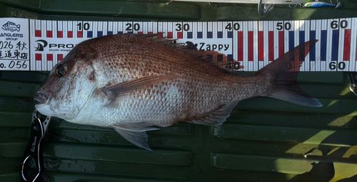 マダイの釣果