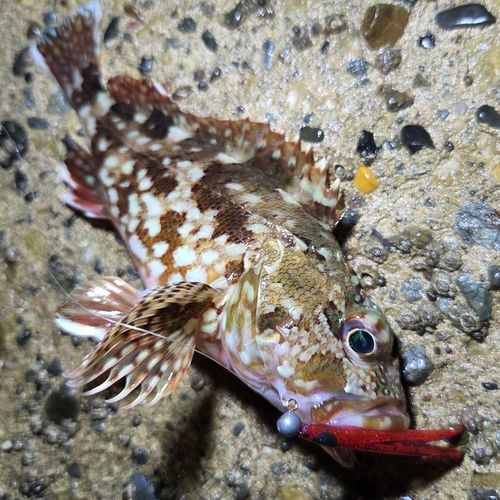 カサゴの釣果