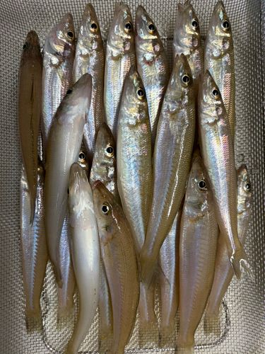 シロギスの釣果
