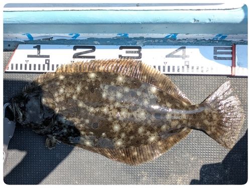 ヒラメの釣果