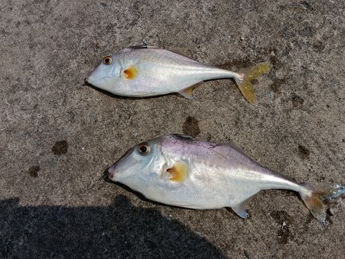 ギマの釣果