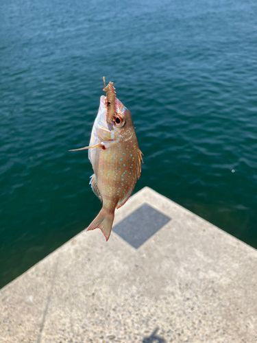 チャリコの釣果