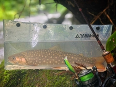 アメマスの釣果