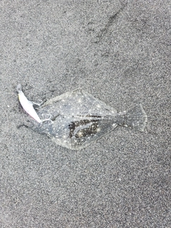 ショゴの釣果