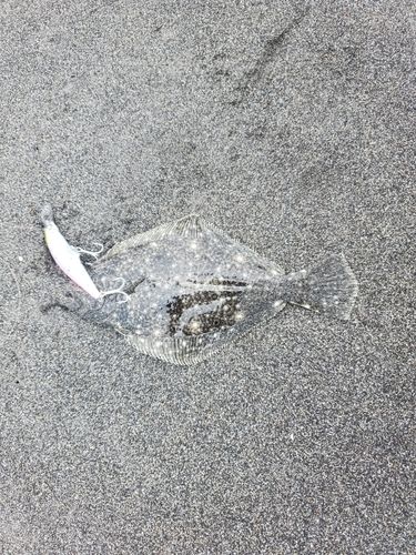 ショゴの釣果