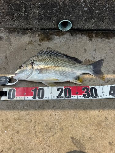 キビレの釣果