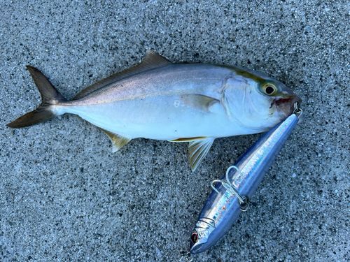 ネイリの釣果