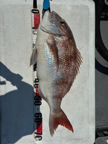 マダイの釣果