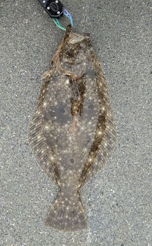 ヒラメの釣果
