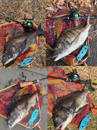 チヌの釣果