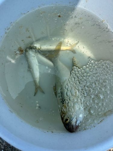 サッパの釣果