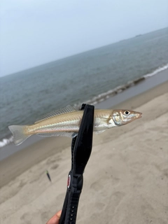 シロギスの釣果