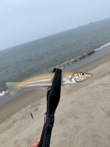 シロギスの釣果