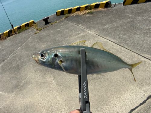 マアジの釣果