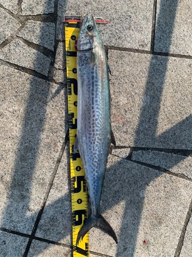 サワラの釣果