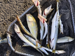 カマスの釣果