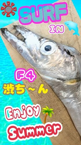 タチウオの釣果
