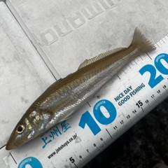 シロギスの釣果