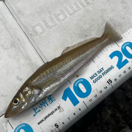 シロギスの釣果