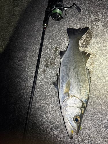セイゴ（ヒラスズキ）の釣果