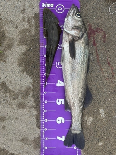 スズキの釣果