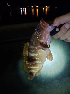 アコウの釣果