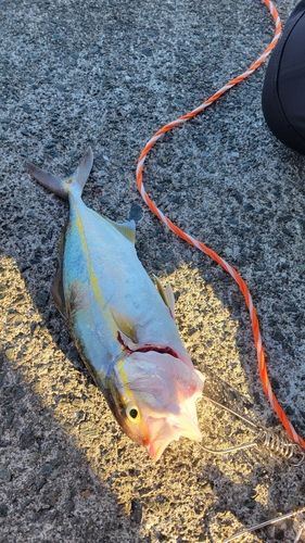 シオの釣果