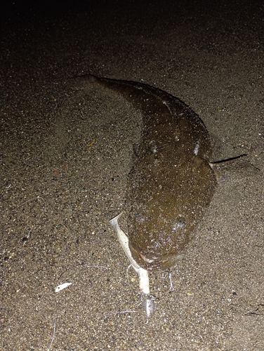 マゴチの釣果
