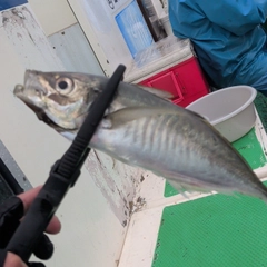 マアジの釣果