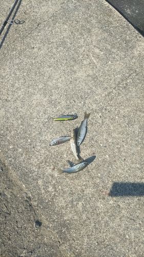 ボラの釣果