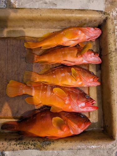 アカハタの釣果