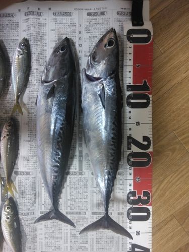 ソウダガツオの釣果