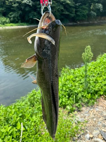 ナマズの釣果