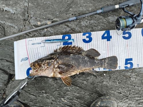 タケノコメバルの釣果