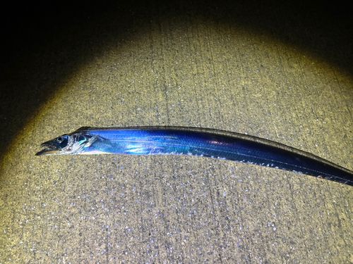 タチウオの釣果