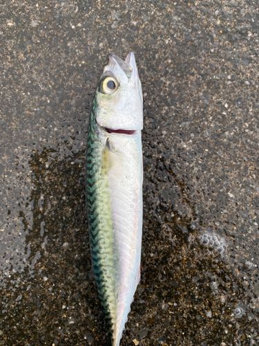 サバの釣果