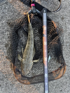 ミナミマゴチの釣果