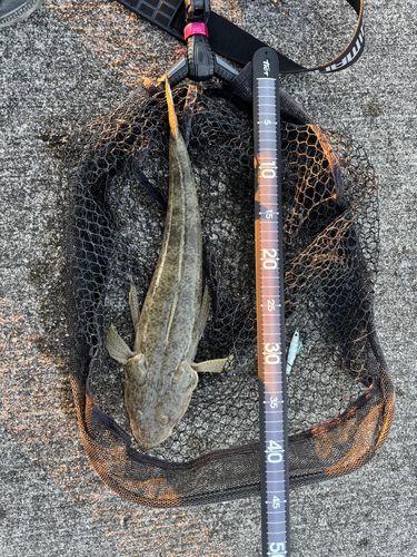 ミナミマゴチの釣果