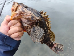 タケノコメバルの釣果