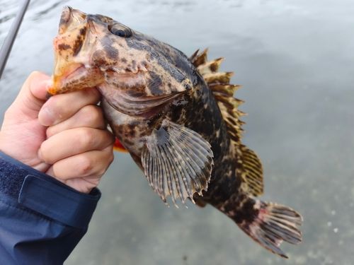 タケノコメバルの釣果