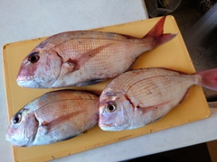 タイの釣果
