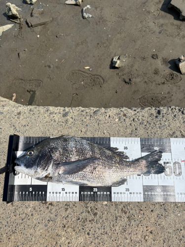 チヌの釣果