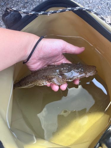 トカゲゴチの釣果