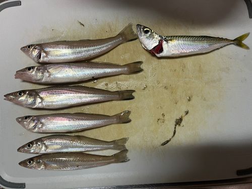 キスの釣果