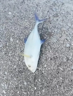 カスミアジの釣果